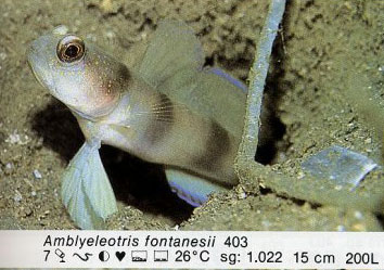 Amblyeleotris fontanesii